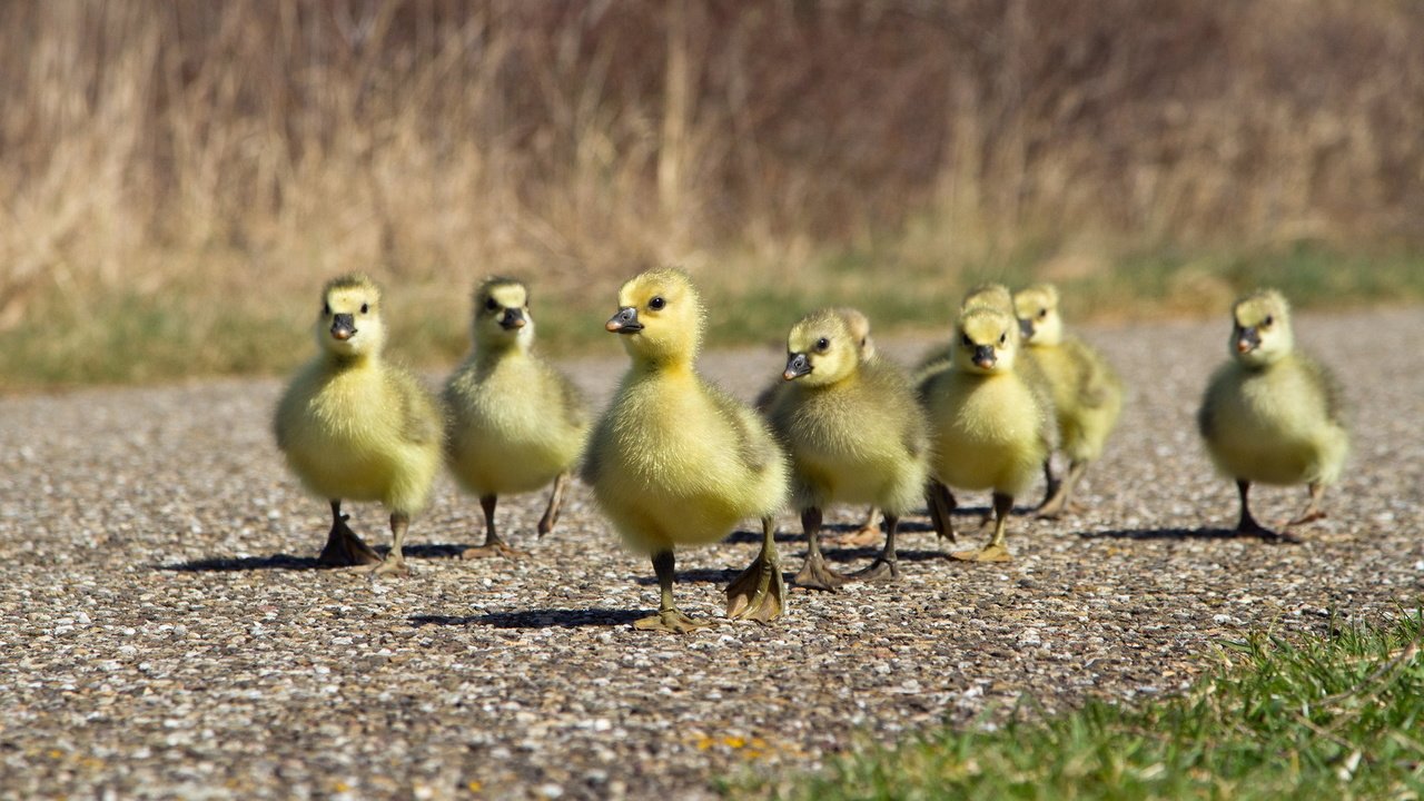 Обои дорожка, птицы, утята, утки, утка, птенцы, track, birds, ducklings, duck, chicks разрешение 1920x1200 Загрузить