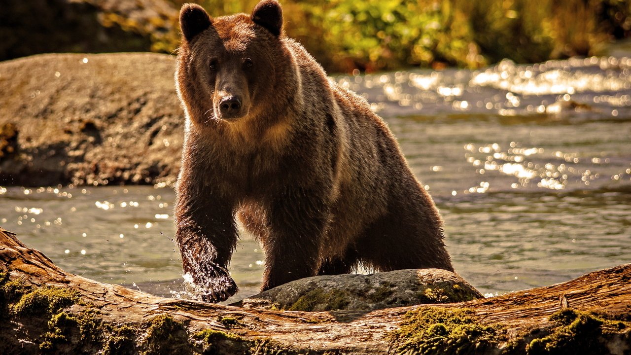 Обои вода, река, природа, медведь, water, river, nature, bear разрешение 2560x1600 Загрузить