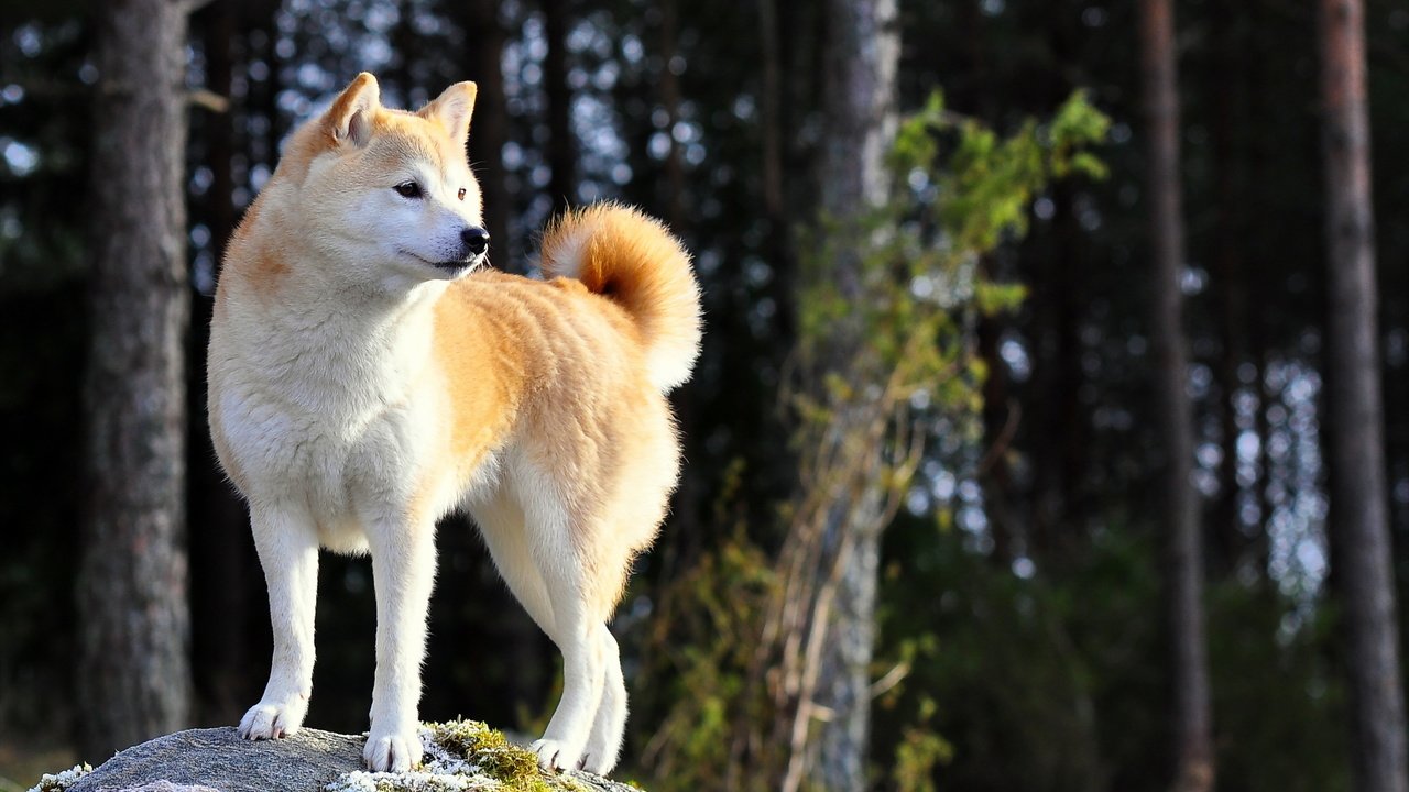 Обои природа, взгляд, собака, друг, акита-ину, nature, look, dog, each, akita inu разрешение 2560x1600 Загрузить
