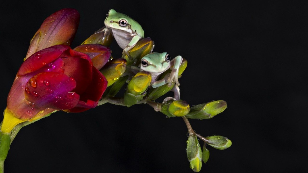 Обои вода, цветок, животные, капли, черный фон, лягушки, фрезия, water, flower, animals, drops, black background, frogs, freesia разрешение 1920x1200 Загрузить