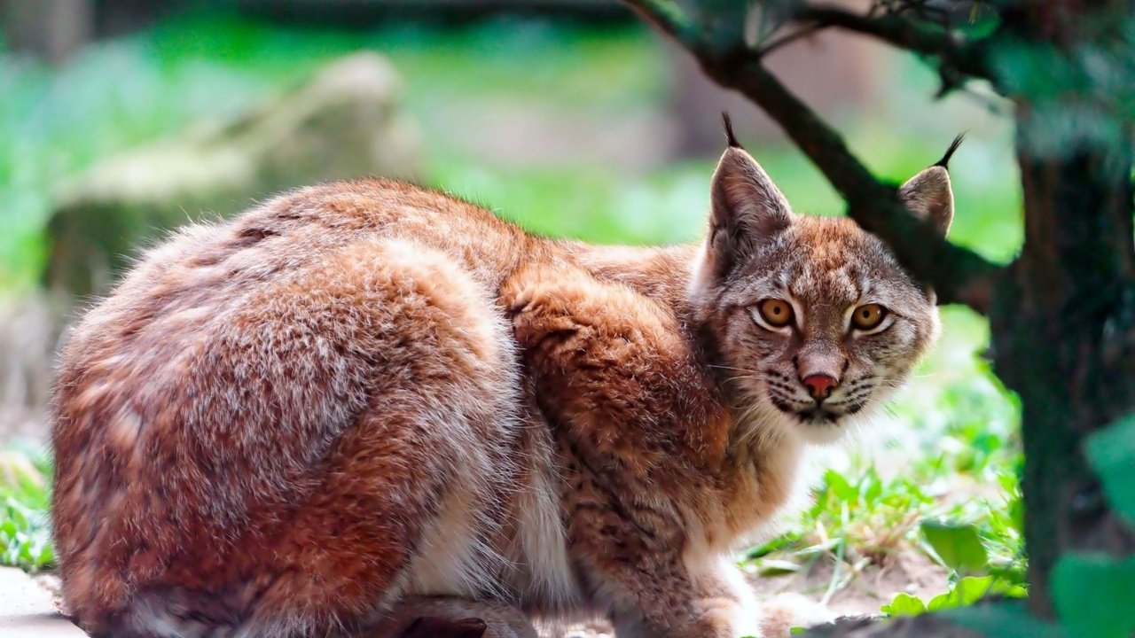 Обои дерево, рысь, хищник, большая кошка, лежать, tree, lynx, predator, big cat, lie разрешение 2000x1250 Загрузить