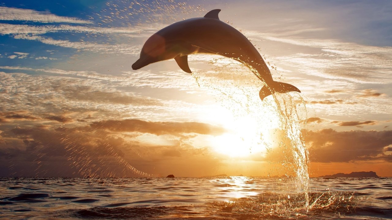 Обои закат, море, брызги, прыжок, дельфин, sunset, sea, squirt, jump, dolphin разрешение 2560x1612 Загрузить