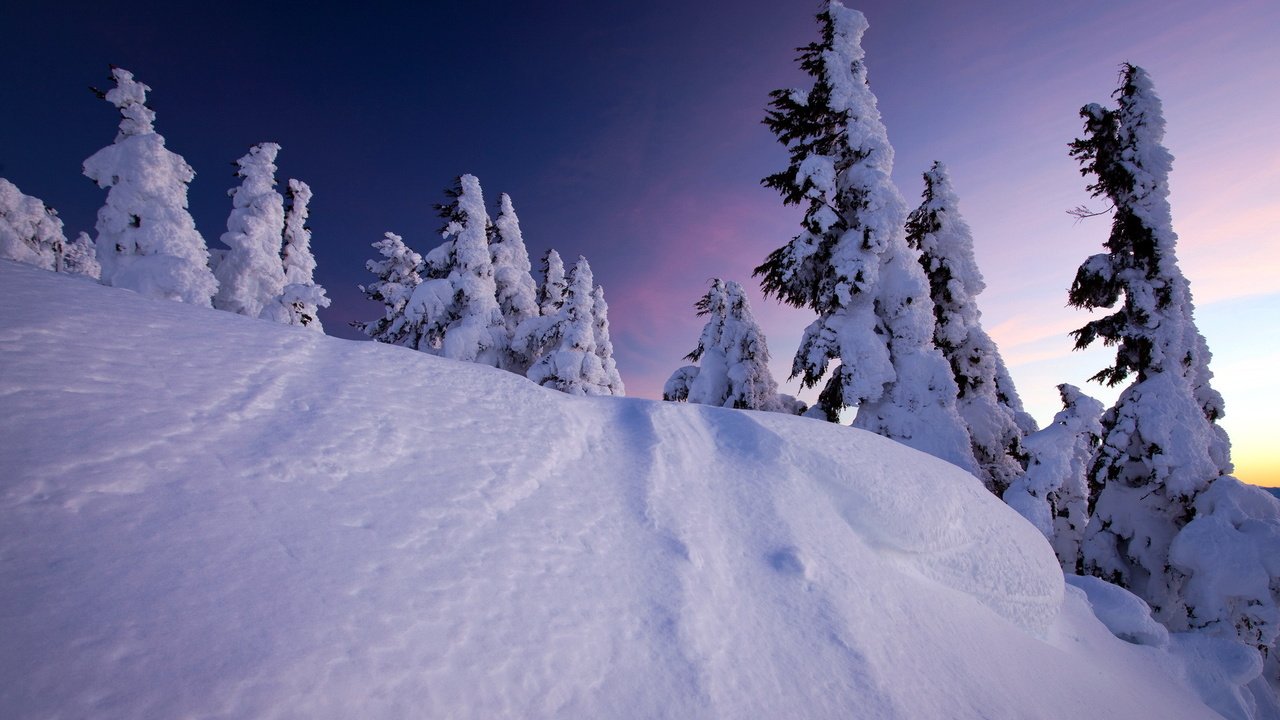 Обои деревья, снег, закат, зима, ели, trees, snow, sunset, winter, ate разрешение 1920x1200 Загрузить