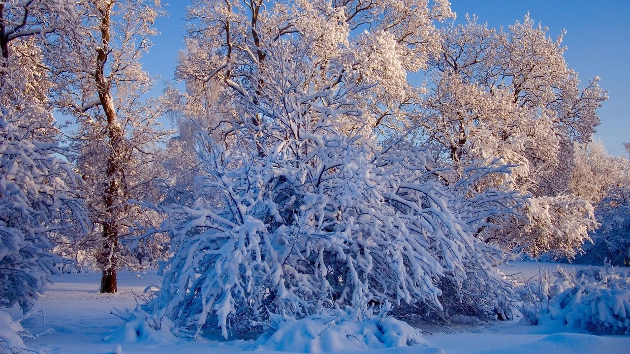 Обои небо, деревья, снег, природа, лес, зима, ветки, ели, the sky, trees, snow, nature, forest, winter, branches, ate разрешение 2008x1335 Загрузить