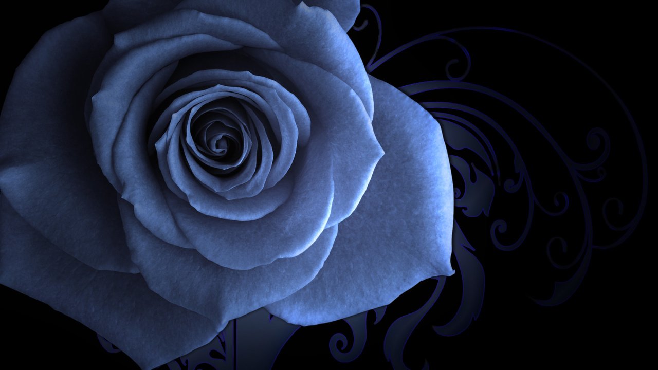 Обои узор, рабочий стол, голубая роза, pattern, desk, blue rose разрешение 2560x1600 Загрузить
