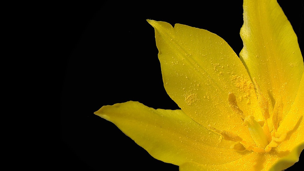 Обои макро, желтый тюльпан, macro, yellow tulip разрешение 2560x1600 Загрузить