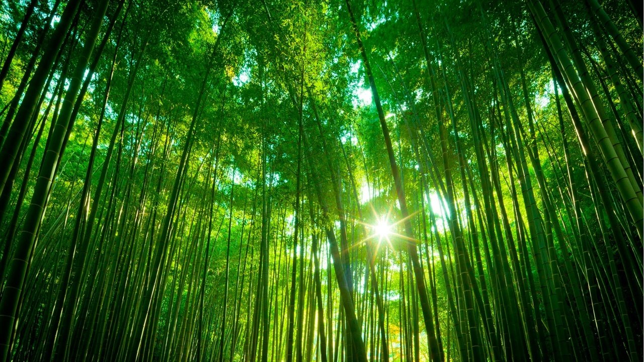 Обои лес, бамбук, тропики, forest, bamboo, tropics разрешение 1921x1178 Загрузить