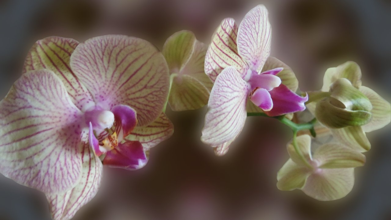 Обои орхидея, цветок на рабочий стол, orchid, the flower on the desk разрешение 2560x1600 Загрузить