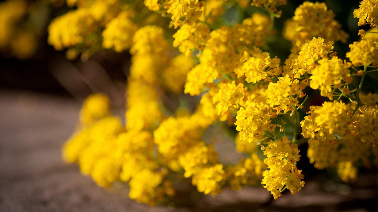 Обои цветы, цветение, желтые, кустарник, желтые цветы, flowers, flowering, yellow, shrub, yellow flowers разрешение 1920x1200 Загрузить