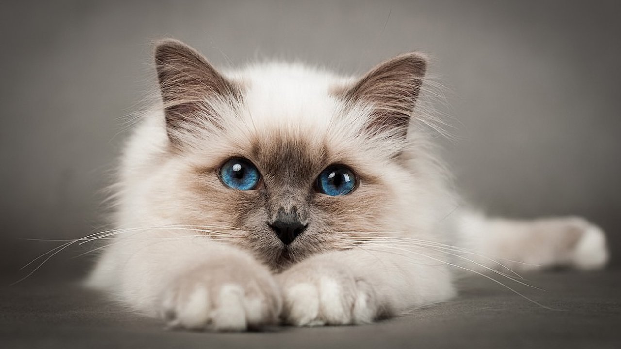 Обои кошка, голубые глаза, киска, пушистая, сиамская, cat, blue eyes, pussy, fluffy, siamese разрешение 1920x1274 Загрузить