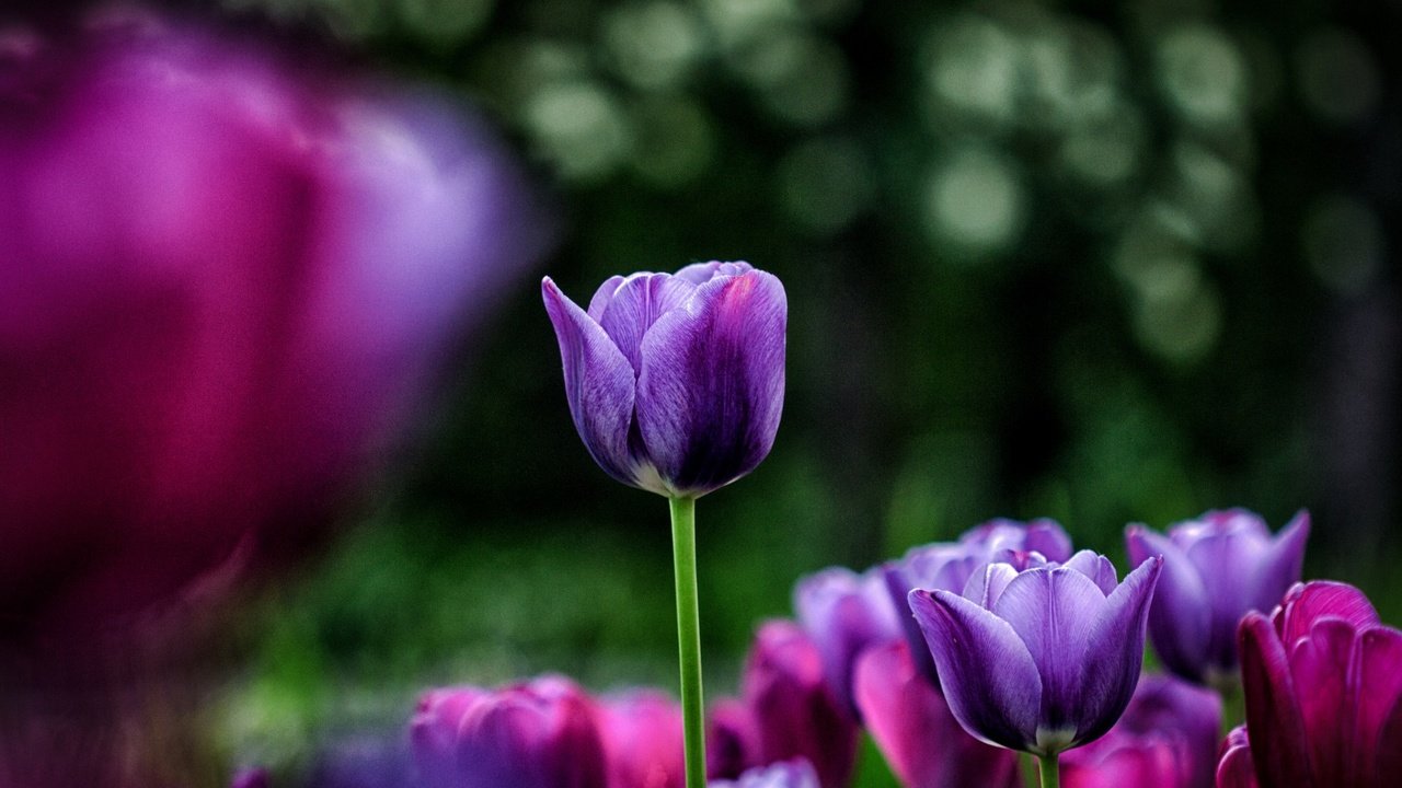 Обои цветы, весна, тюльпаны, фиолетовые, flowers, spring, tulips, purple разрешение 1920x1200 Загрузить