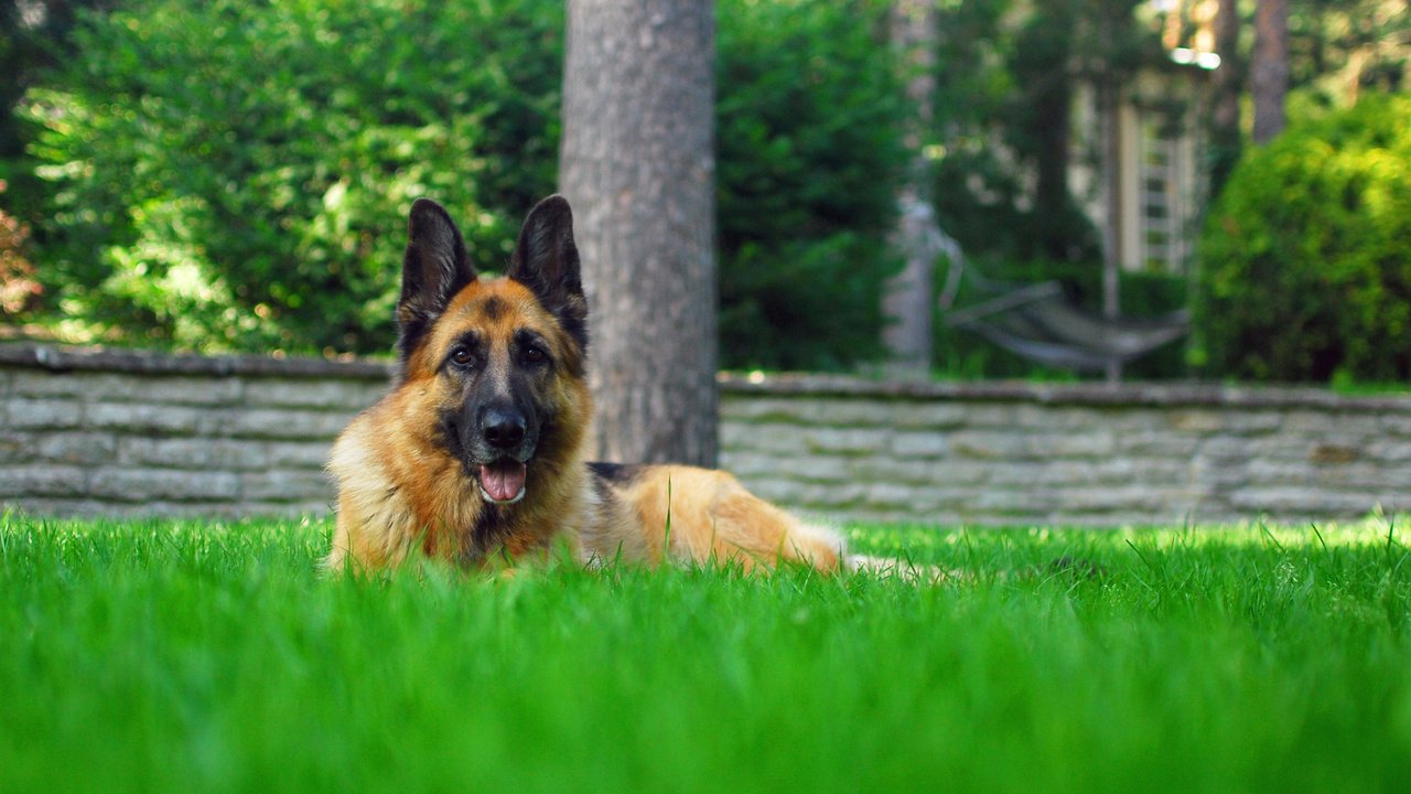 Обои трава, собака, лежит, немецкая овчарка, grass, dog, lies, german shepherd разрешение 2880x1800 Загрузить