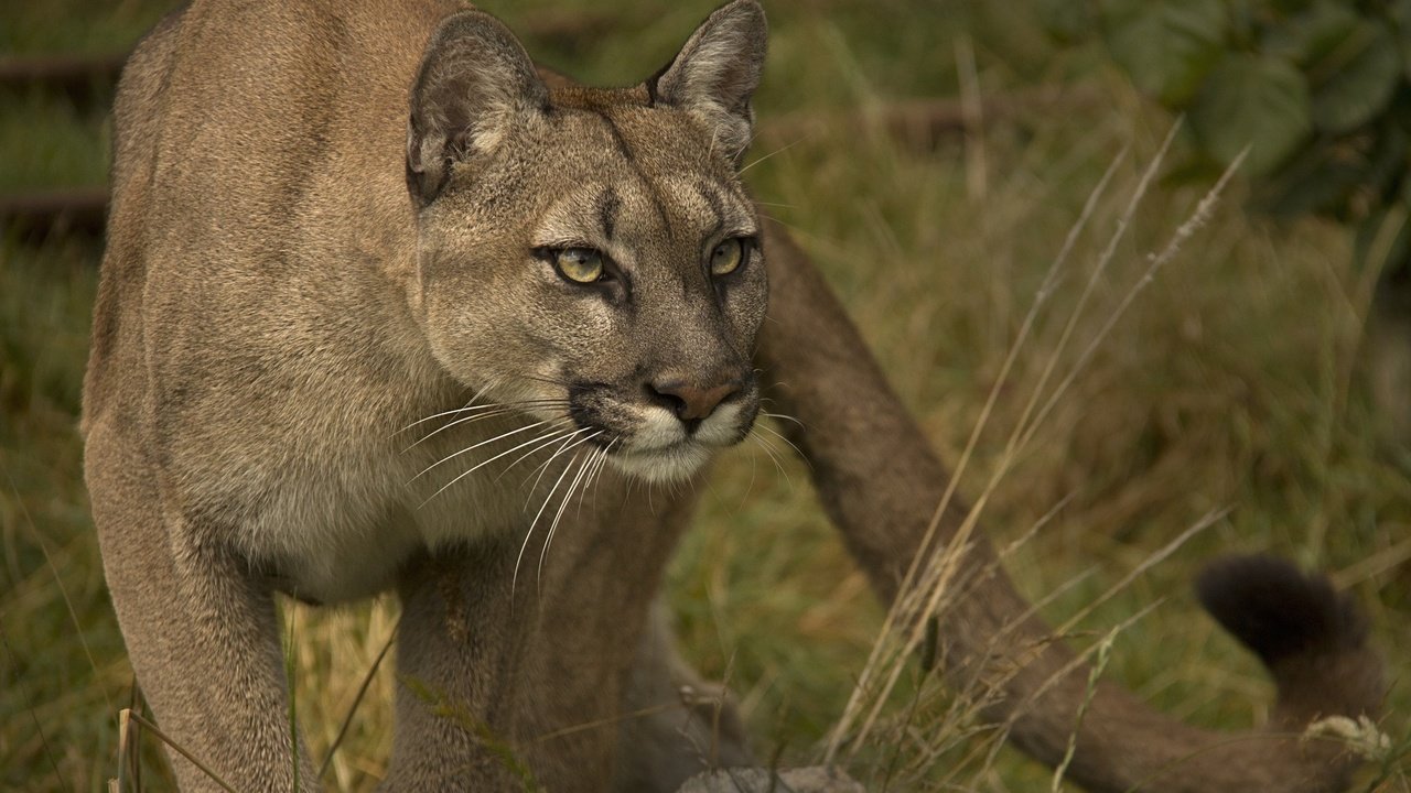 Обои взгляд, хищник, пума, дикая кошка, горный лев, кугуар, look, predator, puma, wild cat, mountain lion, cougar разрешение 2048x1375 Загрузить