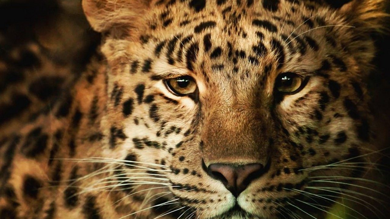 Обои морда, усы, кошка, леопард, хищник, face, mustache, cat, leopard, predator разрешение 2560x1600 Загрузить