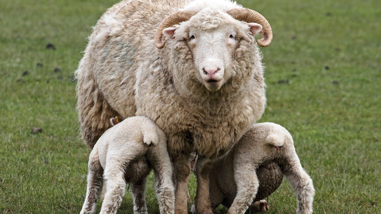 Обои трава, рога, детки, овцы, овечки, овца, животные.овца, домашний скот, grass, horns, kids, sheep, animals.sheep, livestock разрешение 2048x1365 Загрузить