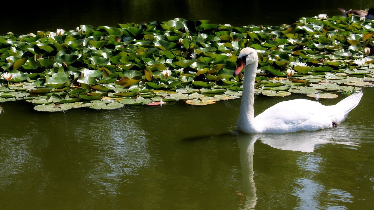 Обои вода, белый, птицы, лебедь, кувшинки, water, white, birds, swan, water lilies разрешение 2048x1365 Загрузить
