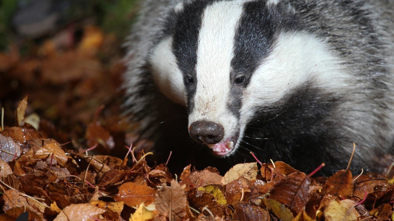 Обои природа, листья, животные, барсук, осенние листья, nature, leaves, animals, badger, autumn leaves разрешение 2048x1365 Загрузить