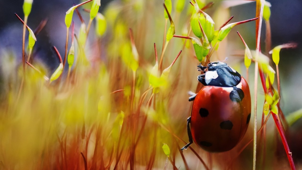 Обои макро, насекомые, божья коровка, лапки, macro, insects, ladybug, legs разрешение 2048x1360 Загрузить