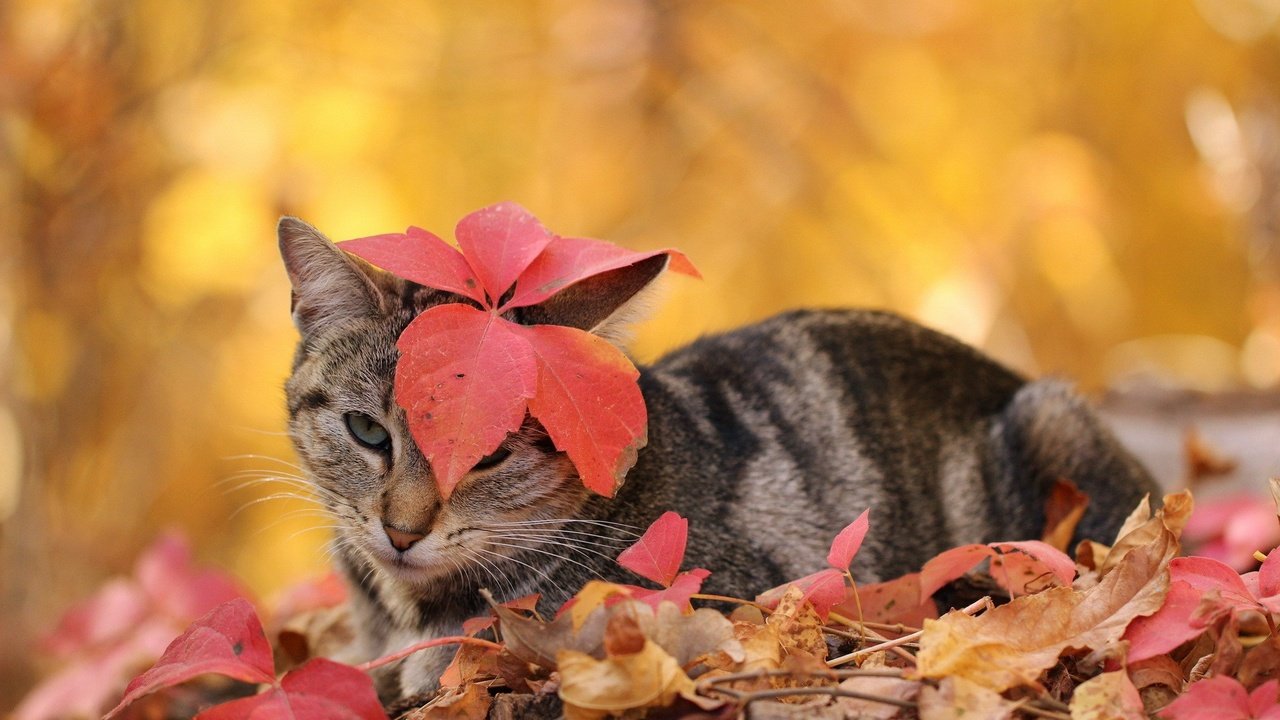 Обои листья, кот, кошка, осень, полосатый, leaves, cat, autumn, striped разрешение 1920x1200 Загрузить