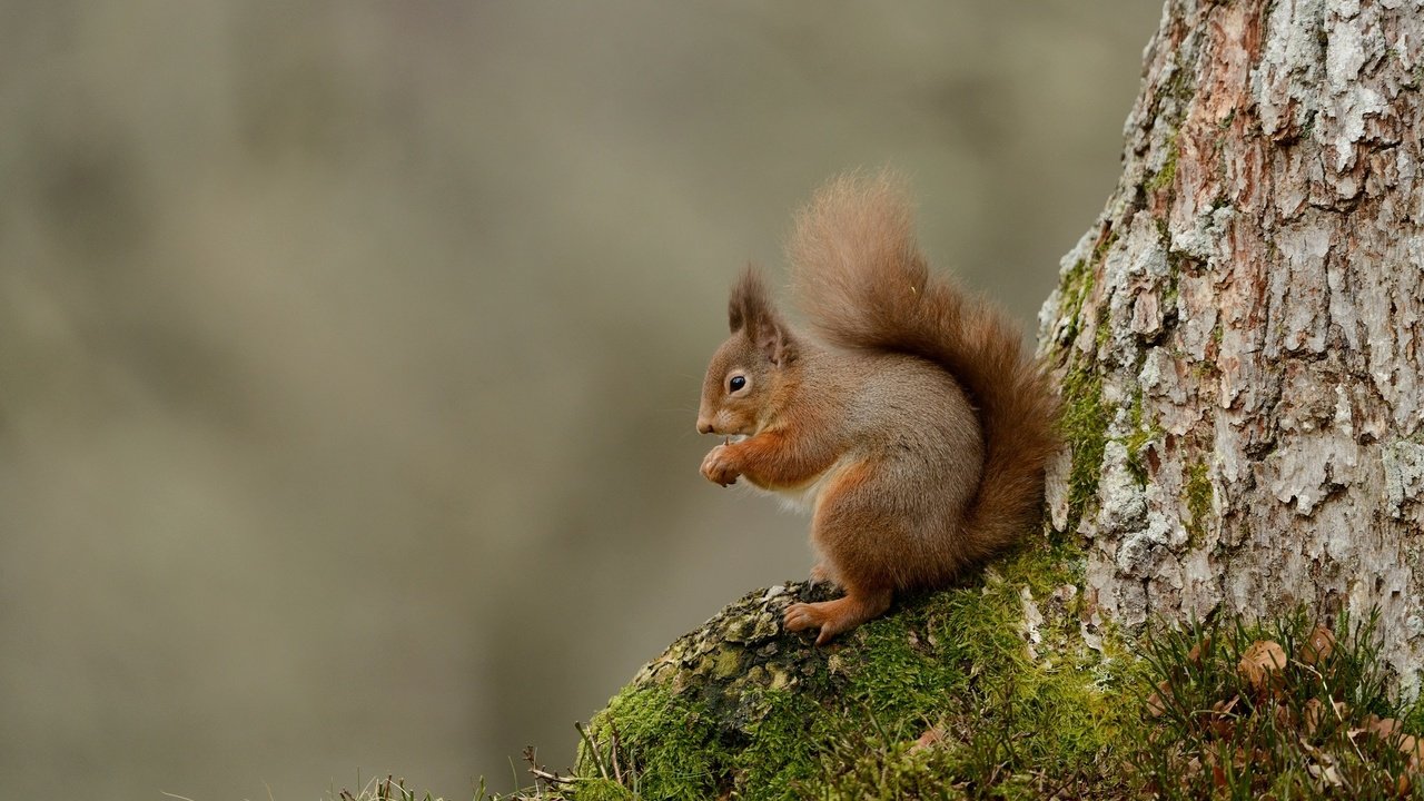 Обои дерево, животные, мох, белка, хвост, белочка, tree, animals, moss, protein, tail, squirrel разрешение 2048x1367 Загрузить