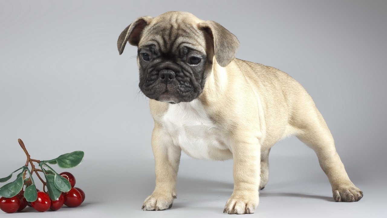Обои фон, собака, щенок, вишни, мопс, background, dog, puppy, cherry, pug разрешение 2560x1600 Загрузить