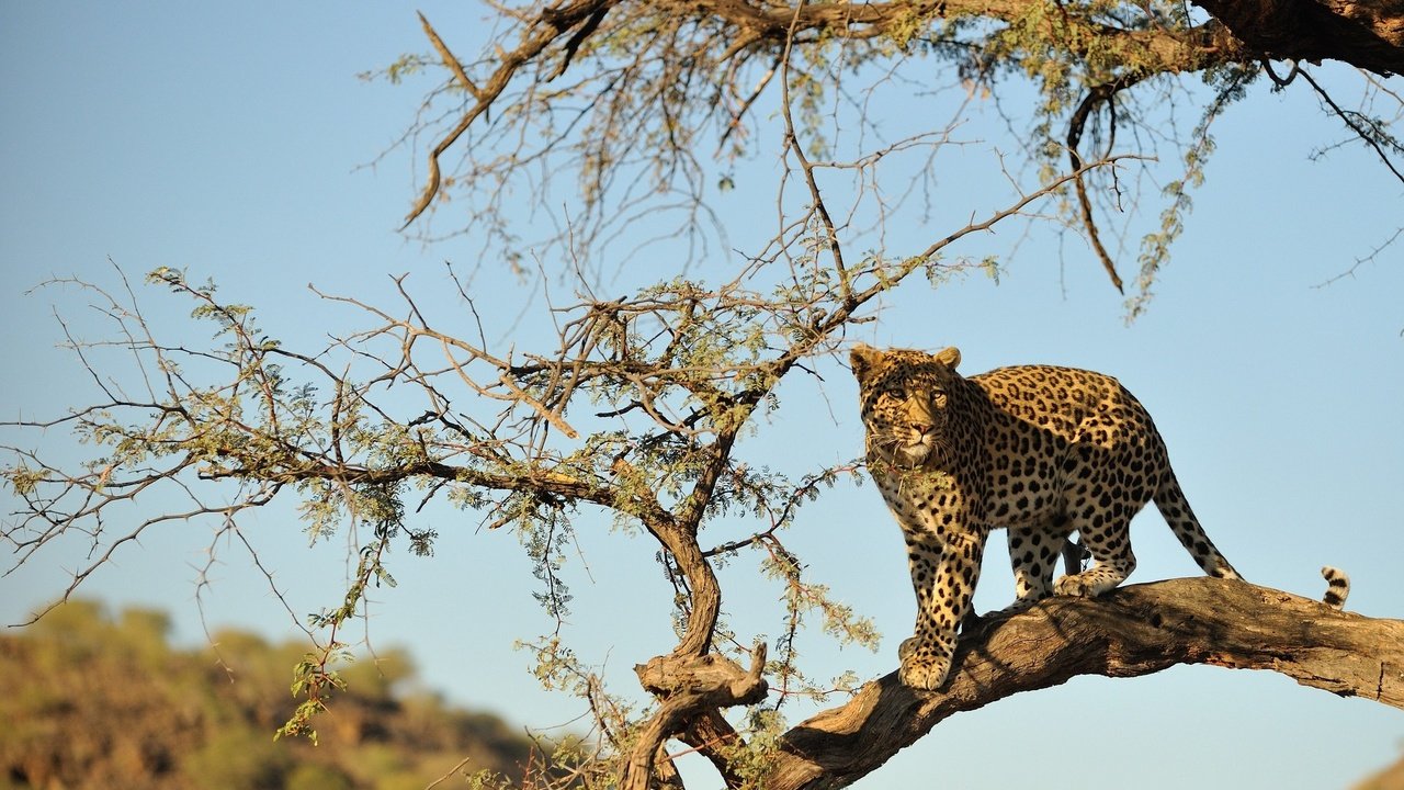 Обои дерево, пустыня, леопард, хищник, большая кошка, дикая природа, tree, desert, leopard, predator, big cat, wildlife разрешение 2048x1362 Загрузить