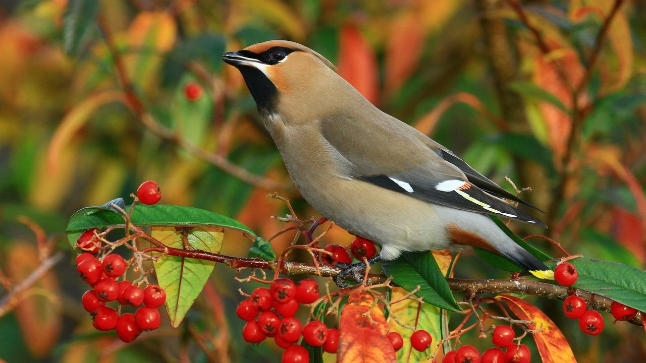 Обои ветка, птицы, ягоды, свиристель, branch, birds, berries, the waxwing разрешение 2048x1366 Загрузить