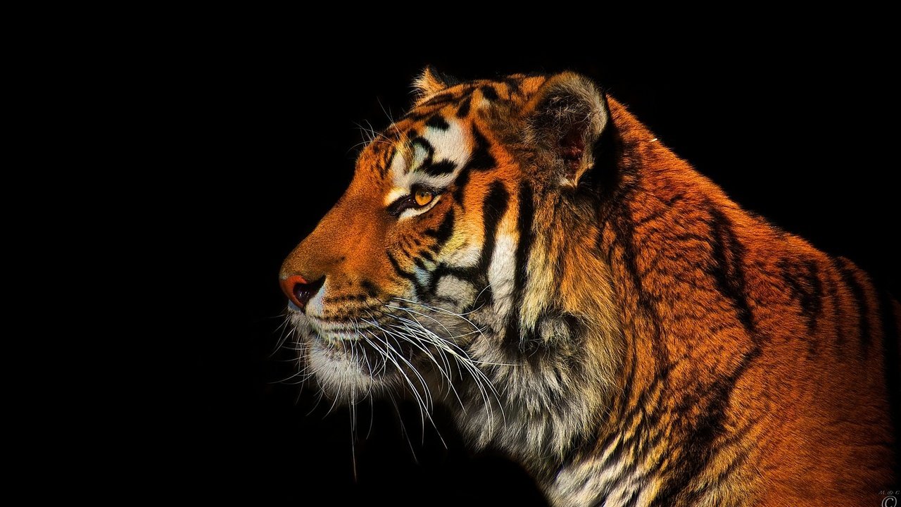 Обои тигр, хищник, профиль, черный фон, tiger, predator, profile, black background разрешение 1990x1206 Загрузить