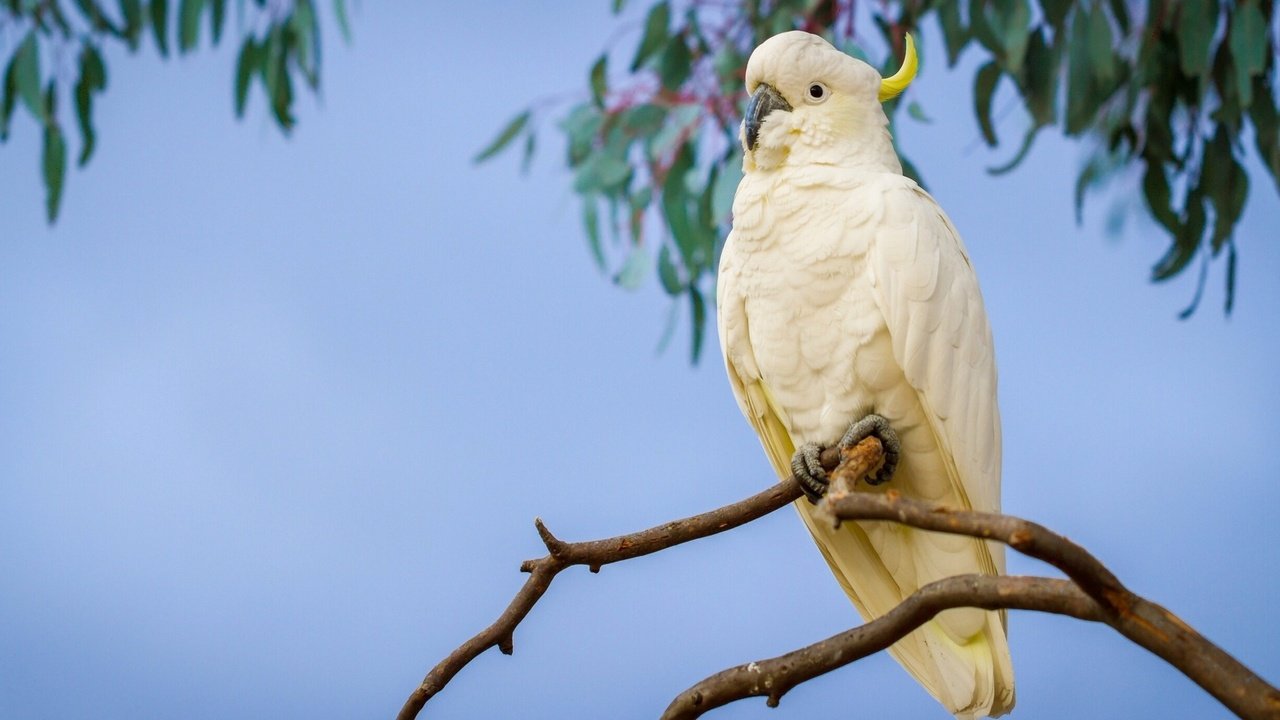 Обои ветка, птицы, попугай, большой желтохохлый какаду, branch, birds, parrot, big jeltuhay cockatoo разрешение 1921x1200 Загрузить