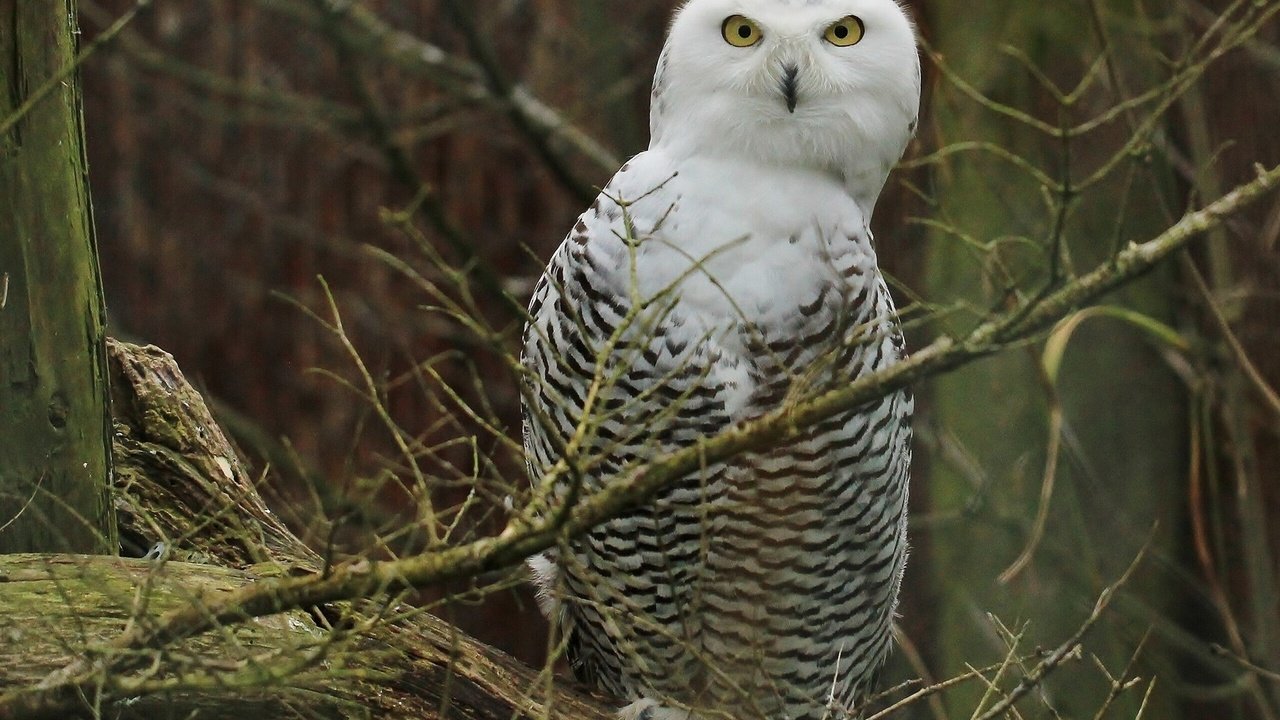 Обои сова, птицы, полярная сова, белая сова, ветки., owl, birds, snowy owl, white owl, branch. разрешение 1920x1440 Загрузить