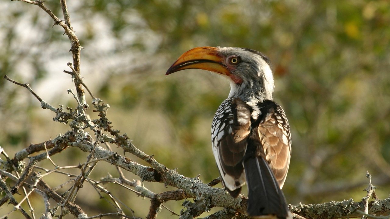 Обои африка, птицы, южный желтоклювый ток, птица-носорог, africa, birds, southern yellow-nib current, hornbill разрешение 2000x1333 Загрузить