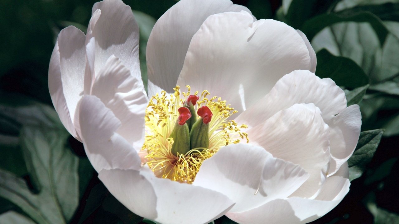Обои лепестки, мак, пион, белый цветок, petals, mac, peony, white flower разрешение 2048x1375 Загрузить