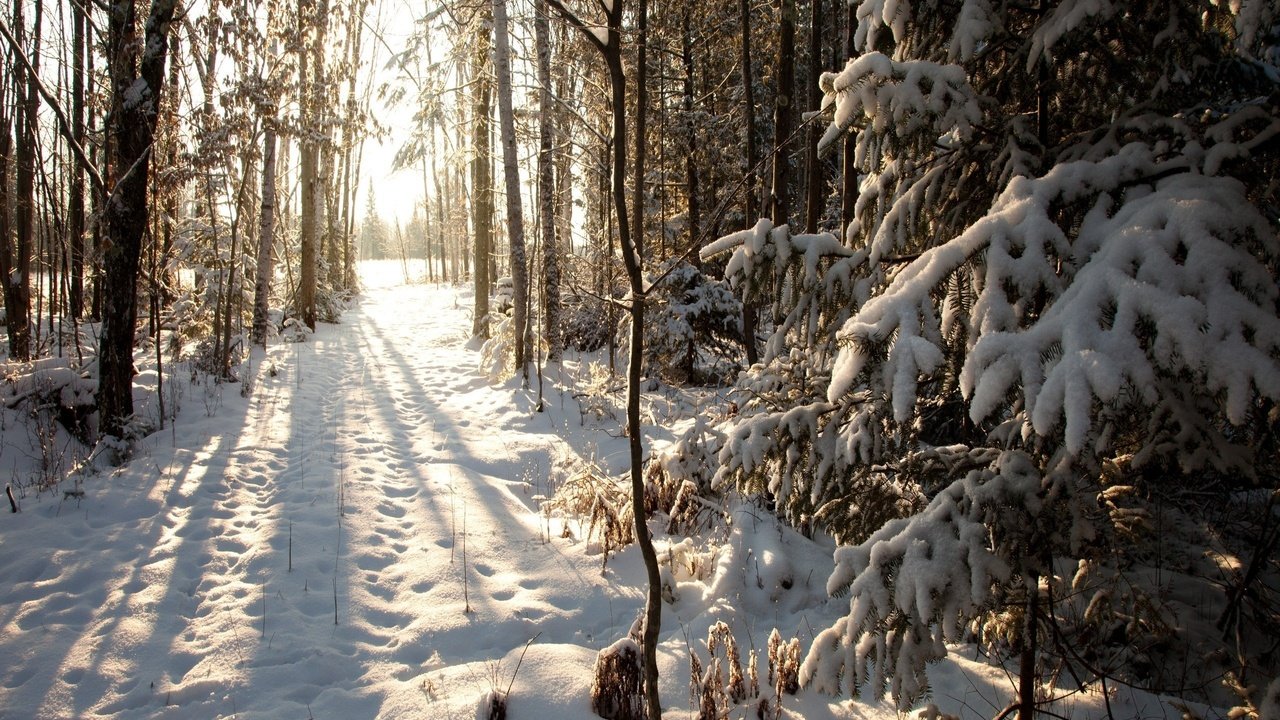 Обои деревья, снег, лес, зима, тропа, trees, snow, forest, winter, trail разрешение 2560x1600 Загрузить