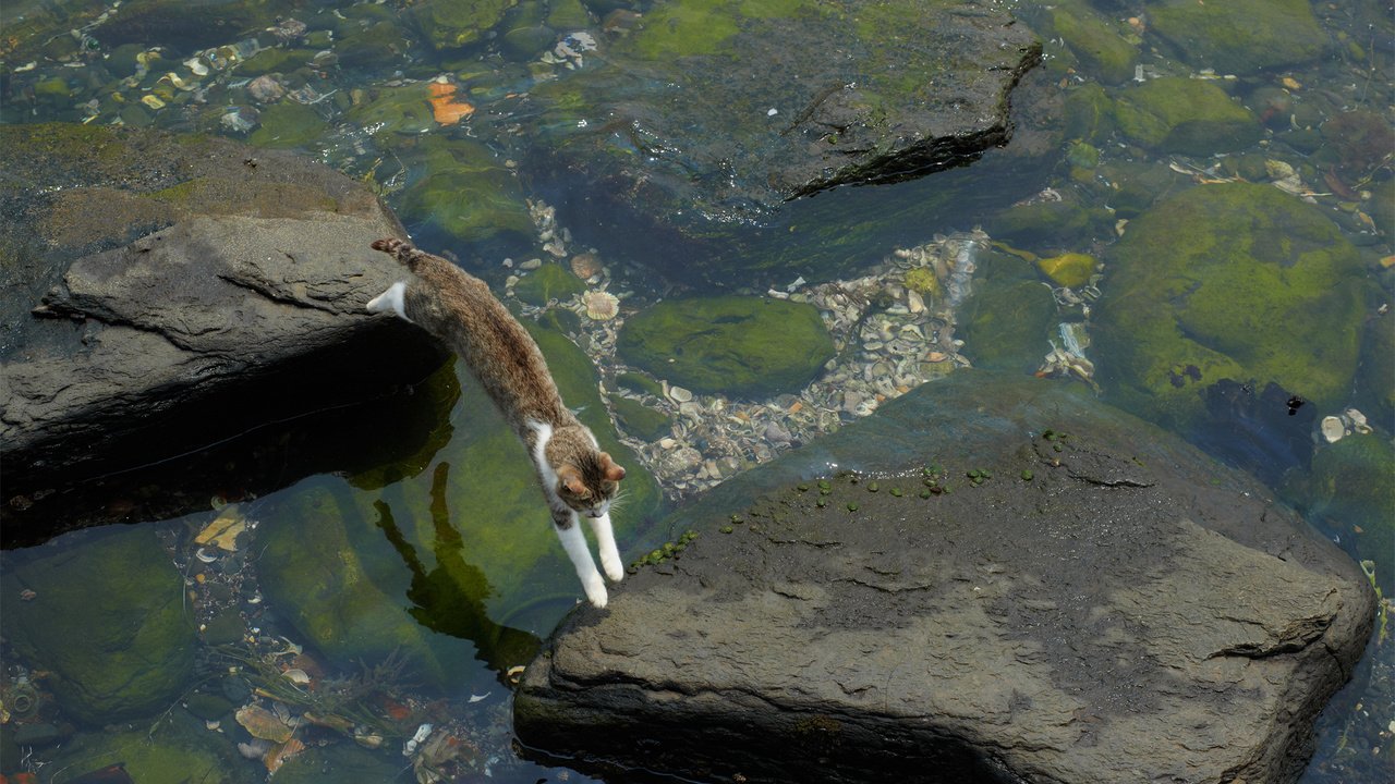 Обои вода, камни, кот, кошка, прыжок, мель, водоросли, water, stones, cat, jump, stranded, algae разрешение 1920x1200 Загрузить