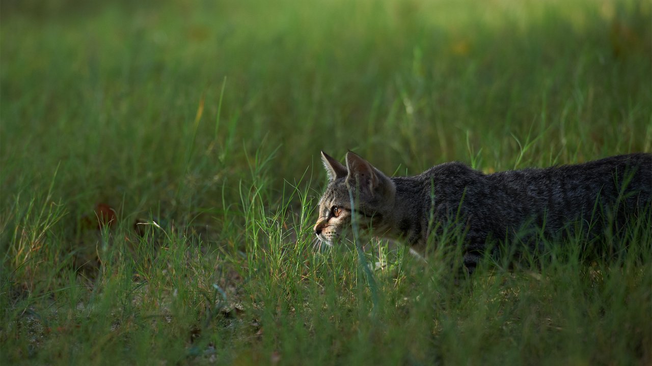 Обои трава, кот, кошка, охота, grass, cat, hunting разрешение 1920x1200 Загрузить