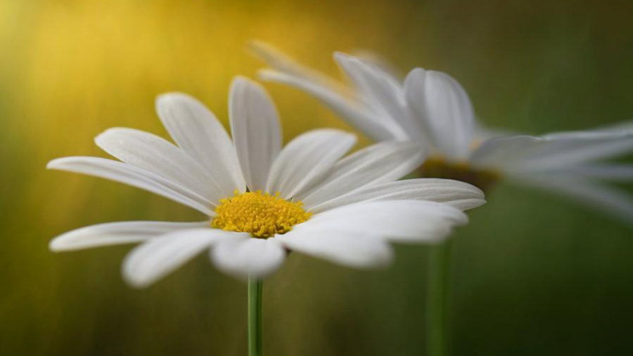 Обои ромашки, крупный план, на рабочий стол, chamomile, close-up, on the desktop разрешение 1920x1200 Загрузить