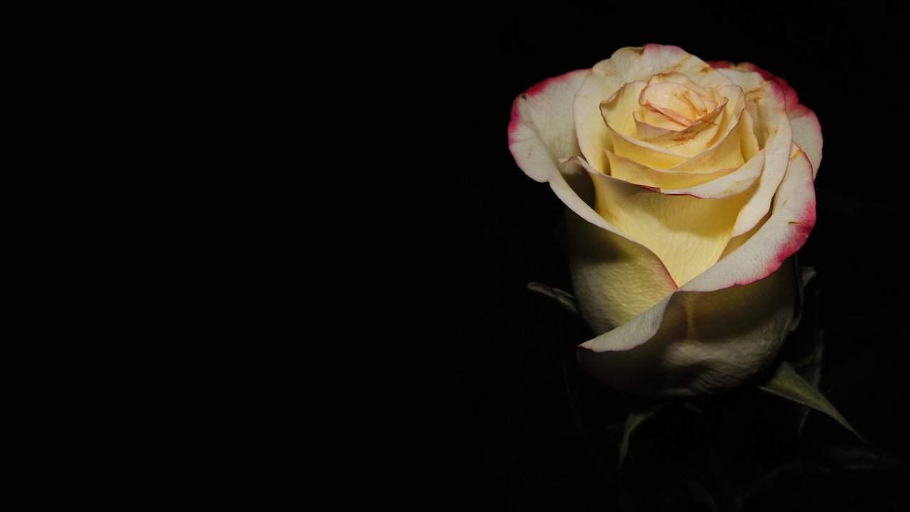 Обои роза, подарок, нежные лепестки, rose, gift, delicate petals разрешение 2560x1600 Загрузить