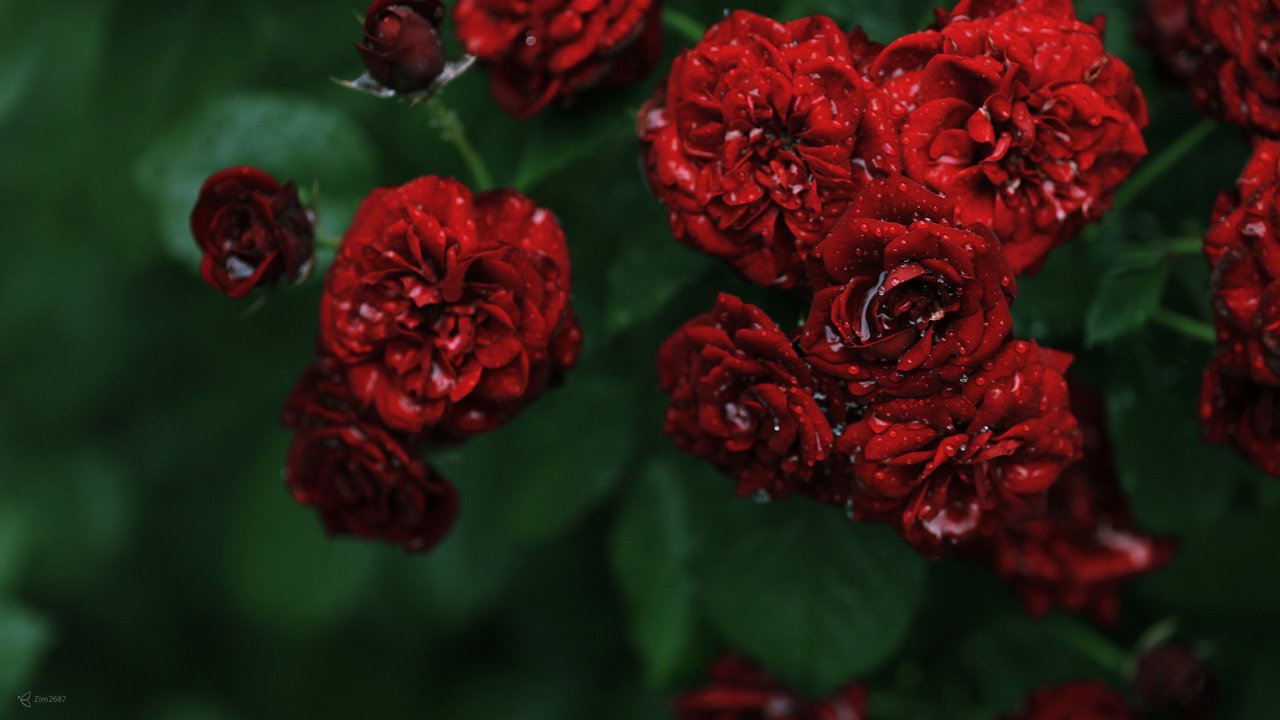 Обои цветы, роса, капли, куст, розочки, мелкие, flowers, rosa, drops, bush, roses, small разрешение 1920x1080 Загрузить