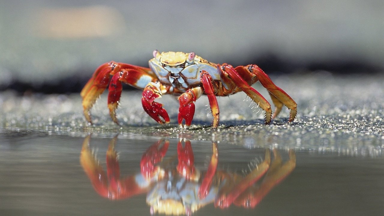 Обои краб, у кромки воды, crab, at the water's edge разрешение 1920x1080 Загрузить