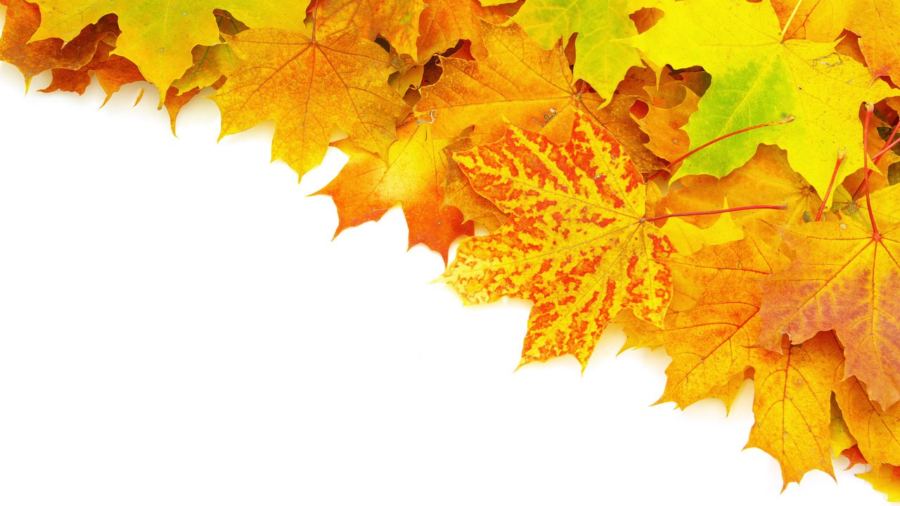 Обои листья, осень, прожилки, яркость, ворох, leaves, autumn, veins, brightness, heap разрешение 2560x1600 Загрузить