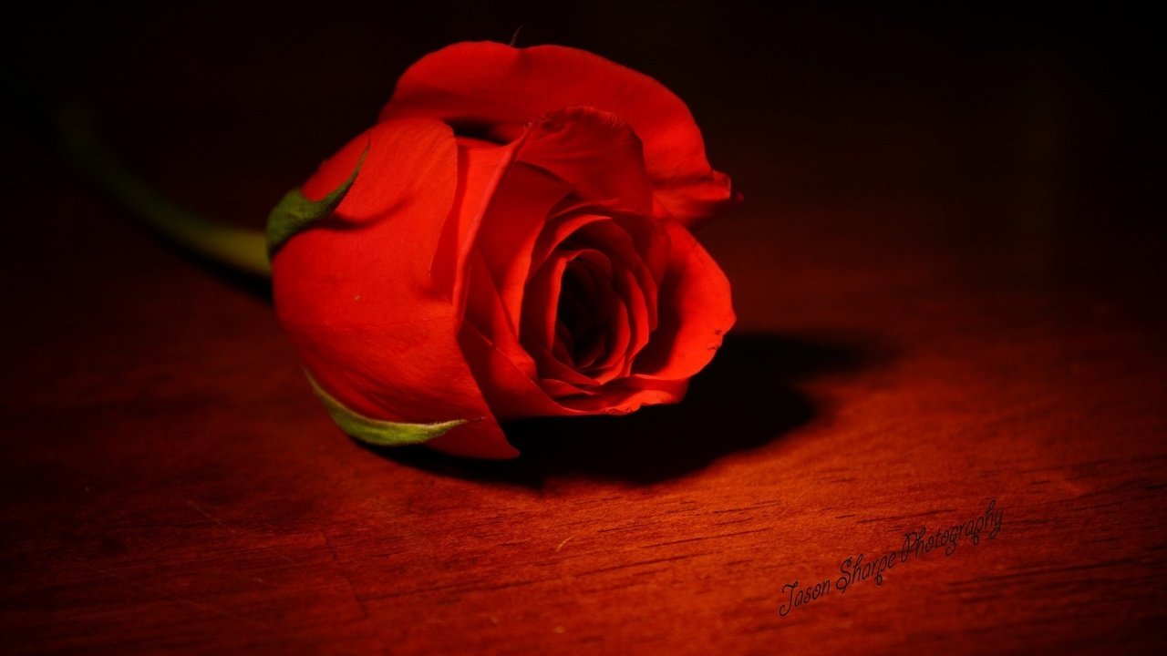 Обои цветок, роза, красный, одна, королева цветов, flower, rose, red, one, the queen of flowers разрешение 1920x1080 Загрузить