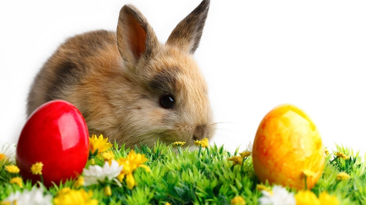 Обои кролик и пасхальные яйца, rabbit and easter eggs разрешение 2560x1440 Загрузить