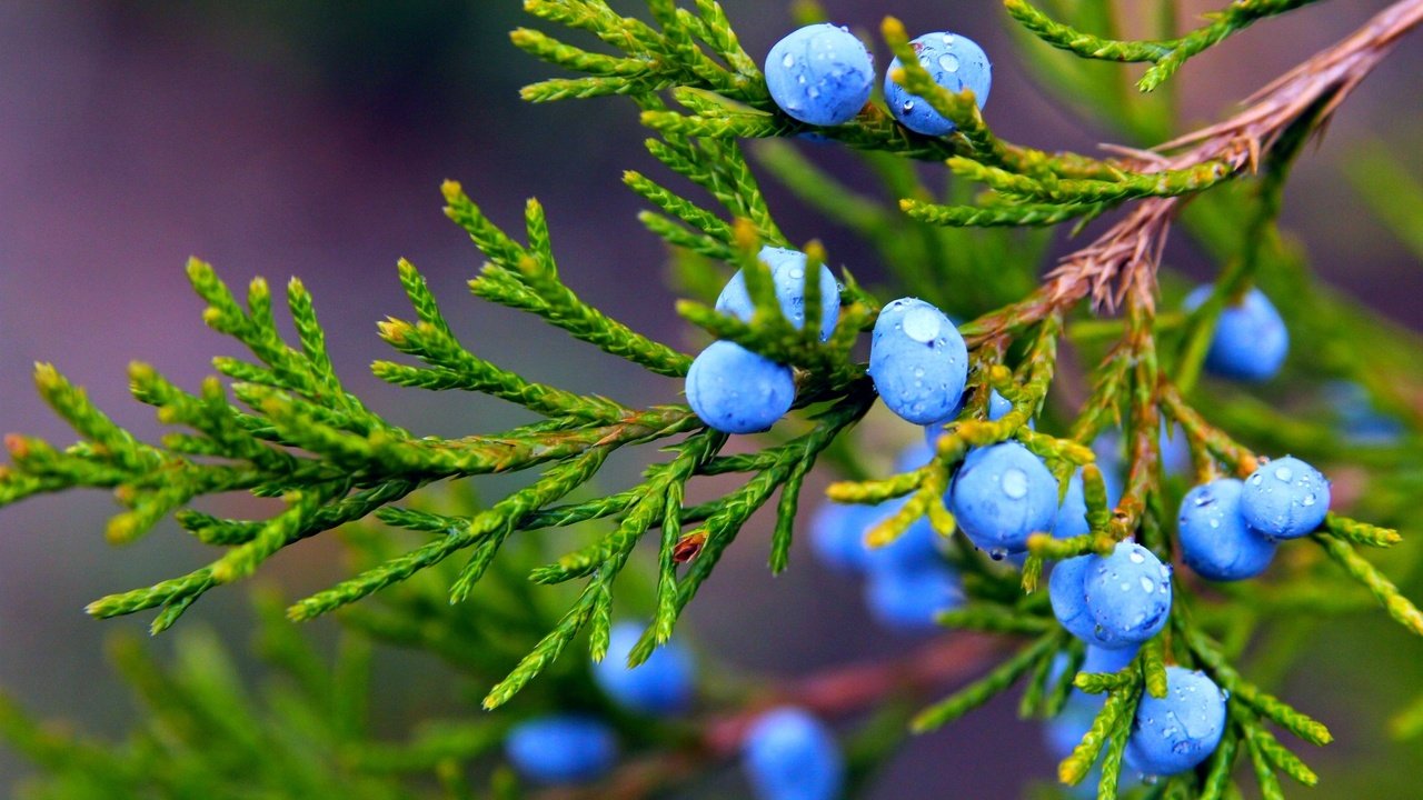 Обои ветка, можжевельник, природа, макро, капли, осень, ягоды, растение, плоды, branch, juniper, nature, macro, drops, autumn, berries, plant, fruit разрешение 2072x1381 Загрузить