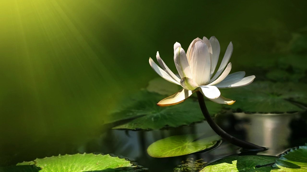 Обои кувшинка, нимфея, водяная лилия, lily, nymphaeum, water lily разрешение 1920x1200 Загрузить