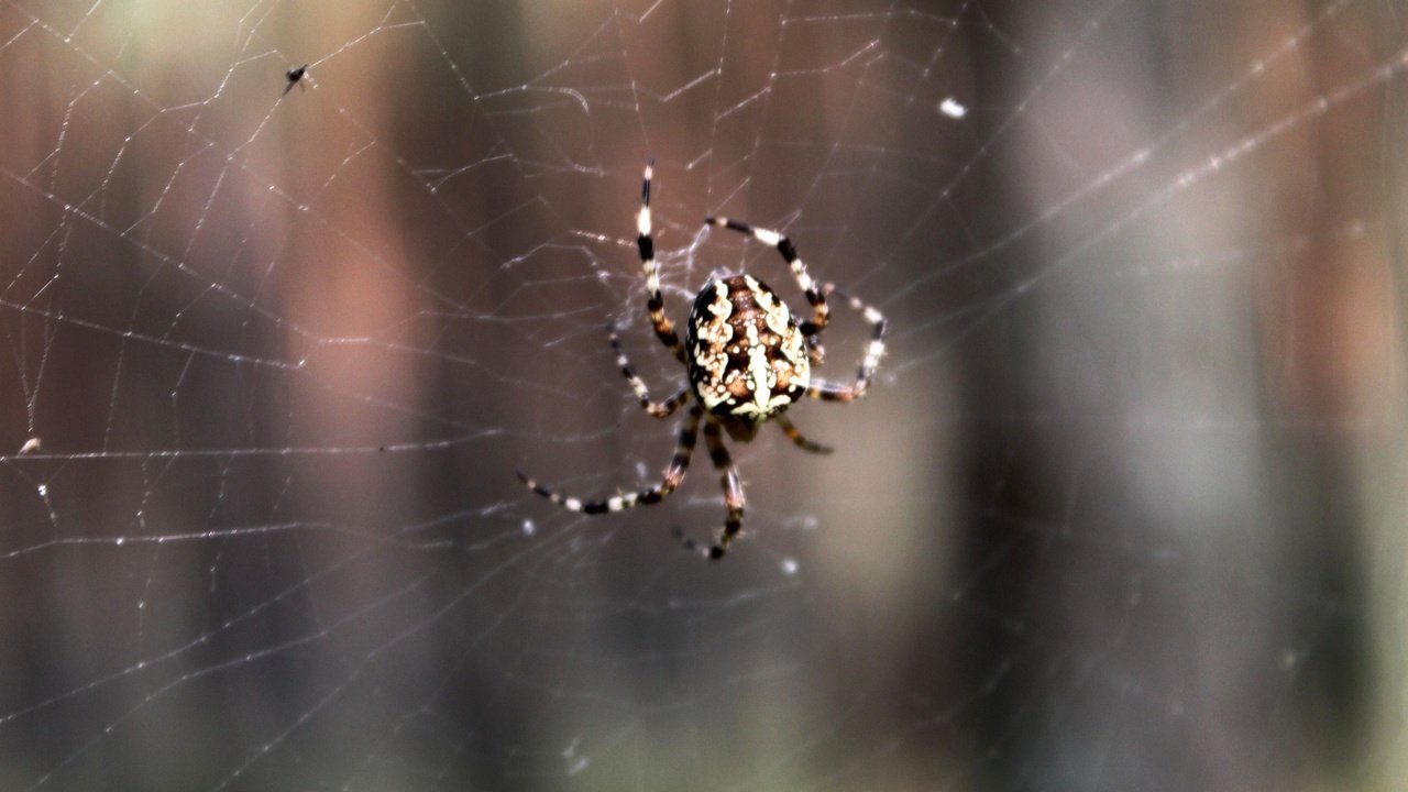 Обои паук, паутина, spider, web разрешение 1920x1080 Загрузить