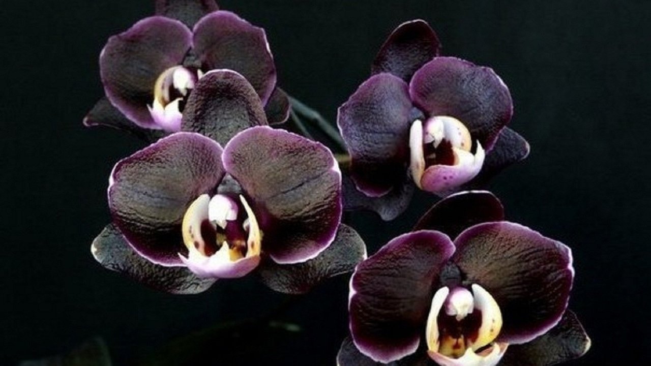 Обои цветы, растения, орхидея, flowers, plants, orchid разрешение 1920x1080 Загрузить