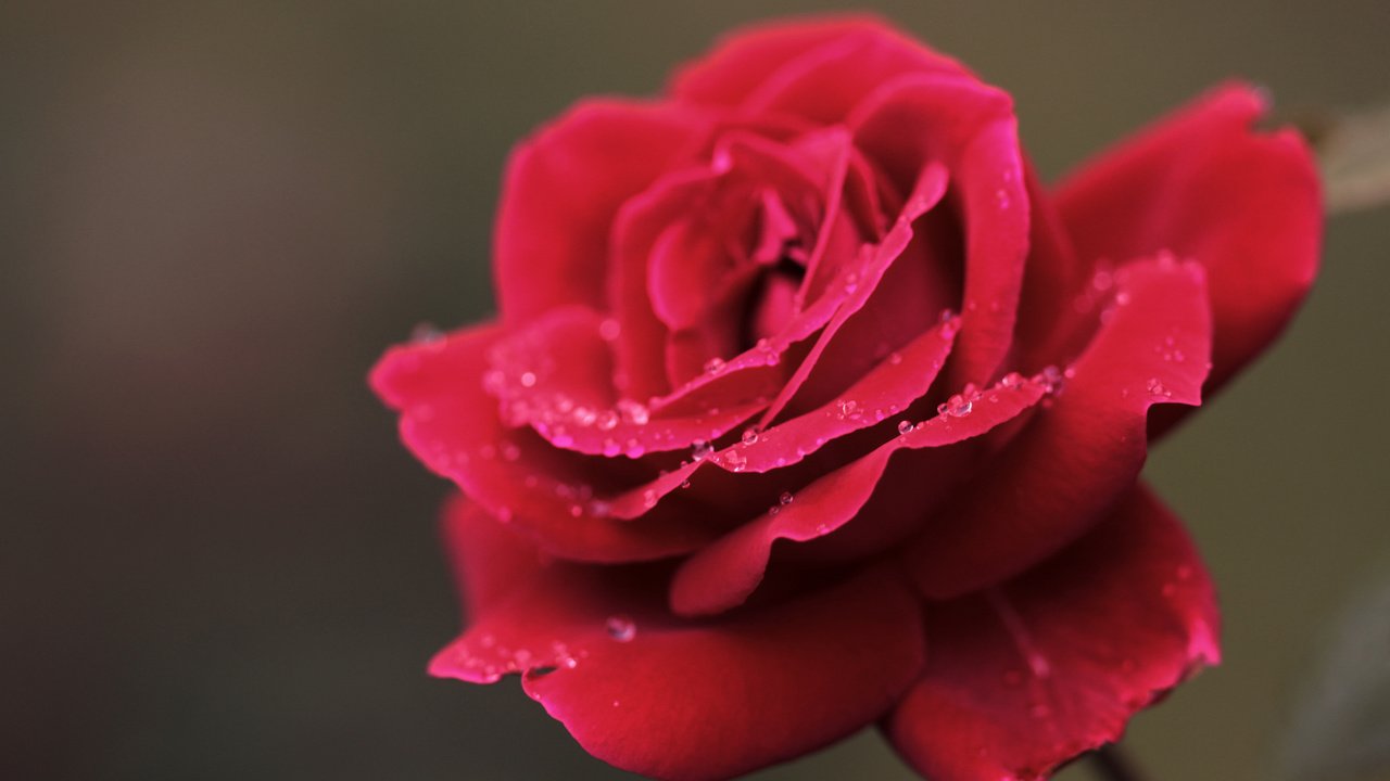 Обои макро, цветок, роса, капли, роза, лепестки, красная, macro, flower, rosa, drops, rose, petals, red разрешение 1920x1080 Загрузить