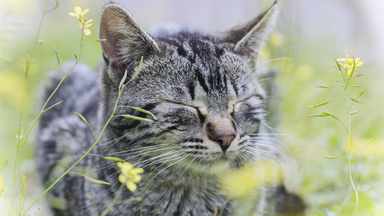 Обои цветы, трава, кот, кошка, серый, flowers, grass, cat, grey разрешение 2560x1600 Загрузить