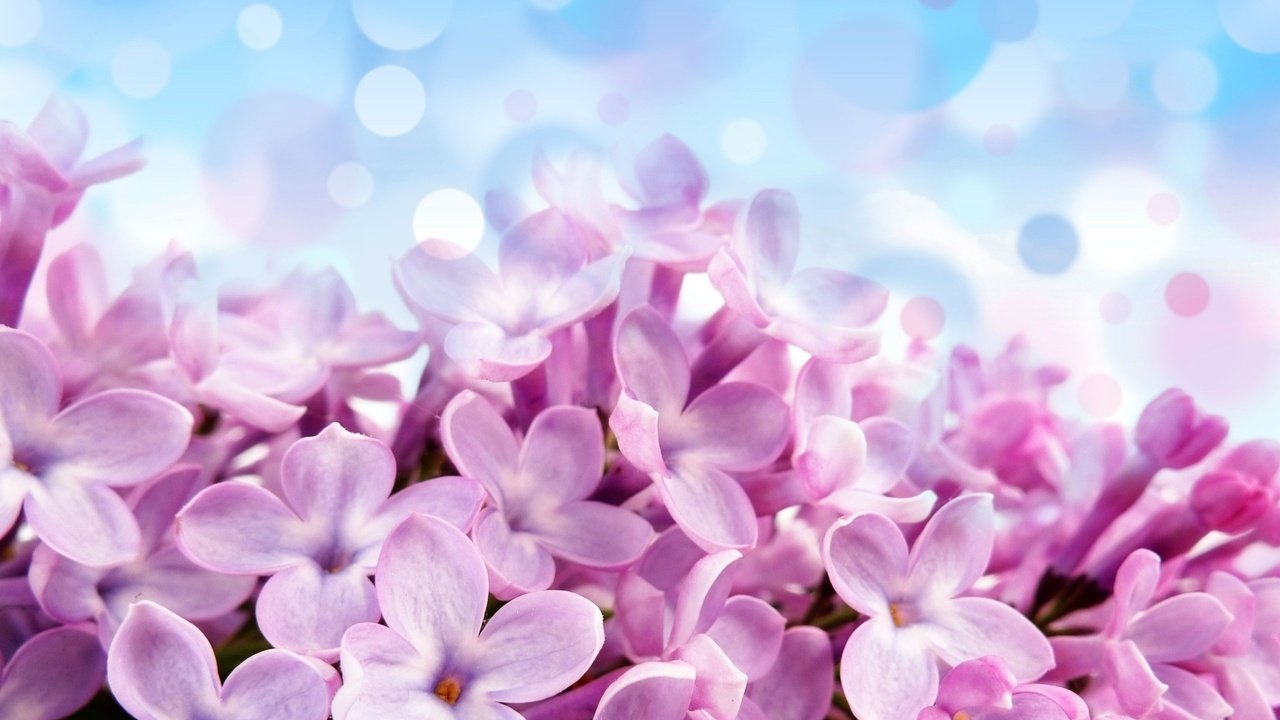 Обои сирень, lilac разрешение 2560x1600 Загрузить