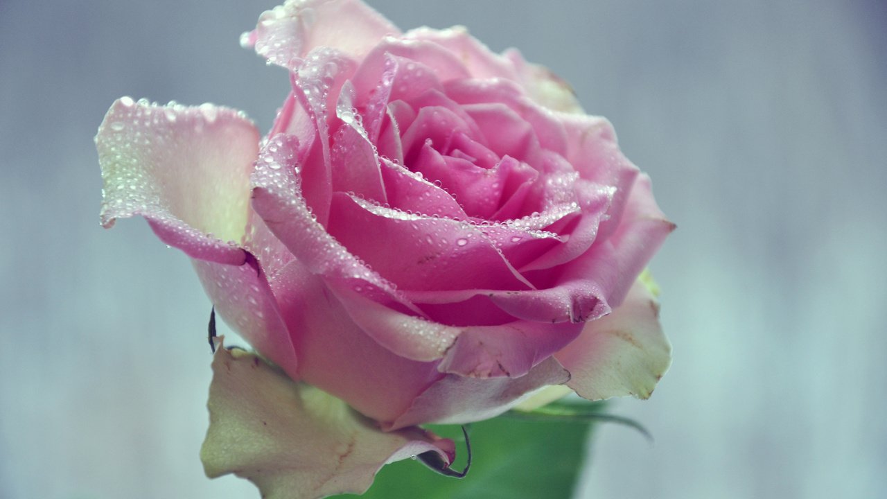 Обои вода, цветок, капли, лепестки, розовая роза, water, flower, drops, petals, pink rose разрешение 2560x1600 Загрузить